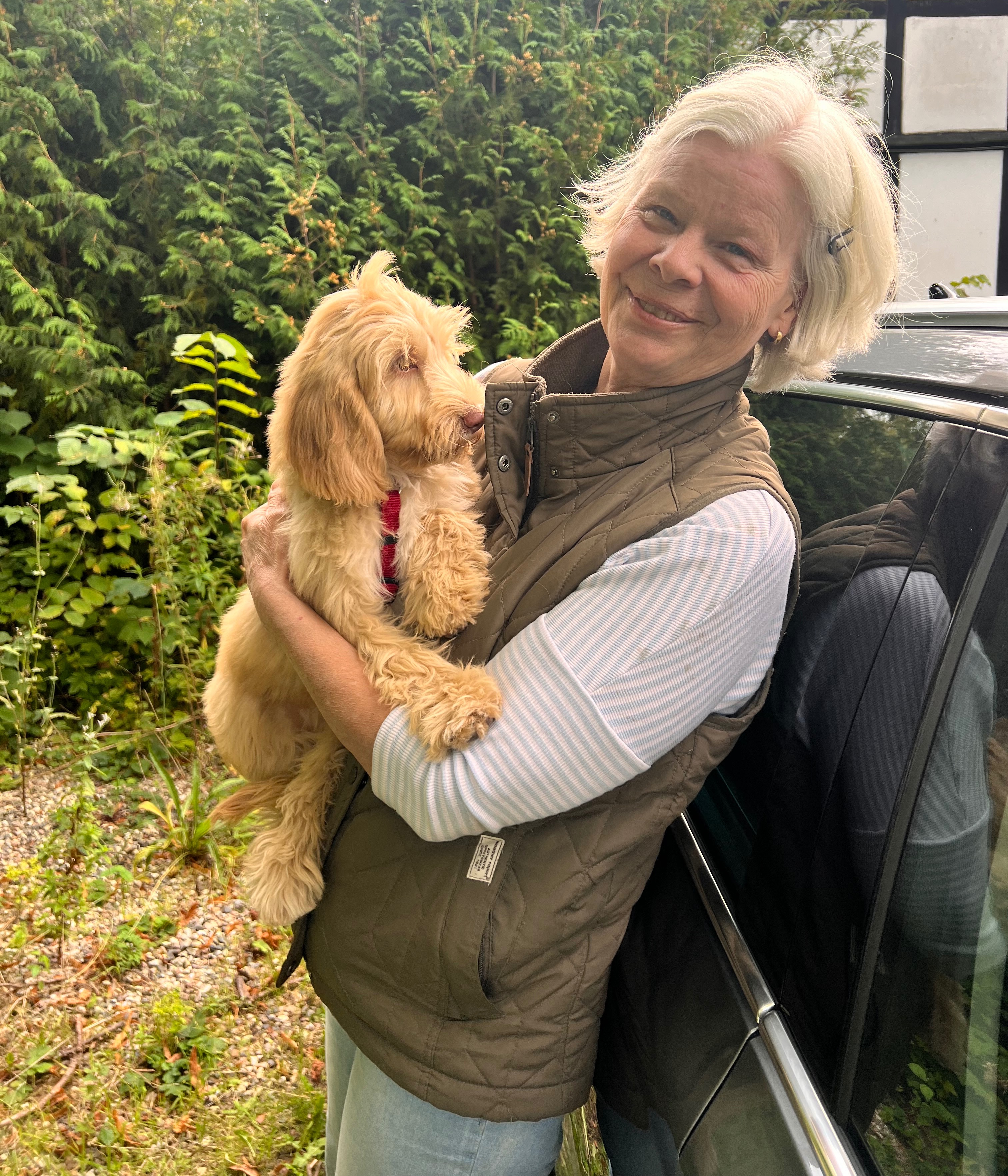  Australian Labradoodles Danmark thumbnail