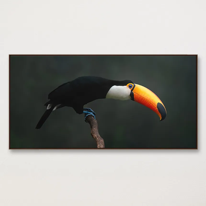 Tucano-toco I thumbnail