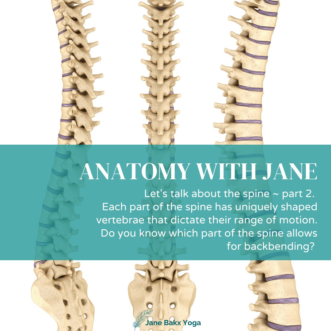 Anatomy with Jane
Let's Talk About the Spine - Part 2
Discover the key points of safe backbends.
The spine is a masterp
