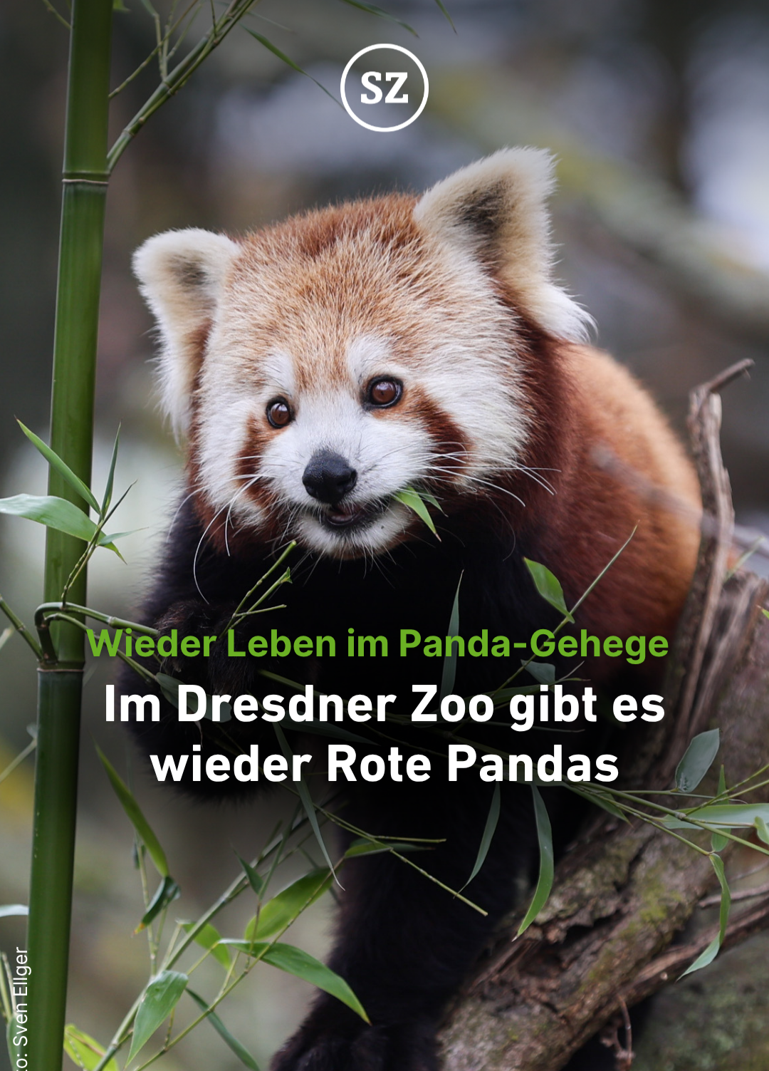 Ein Küsschen und eine Backpfeife: Dresdens rote Pandas auf Nachwuchskurs thumbnail