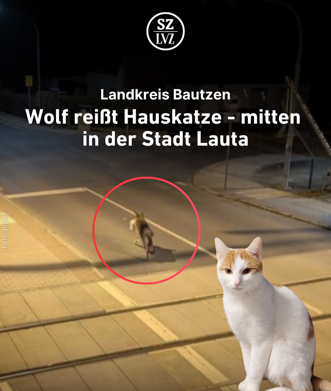 Wolf reißt Hauskatze - mitten in der Stadt thumbnail