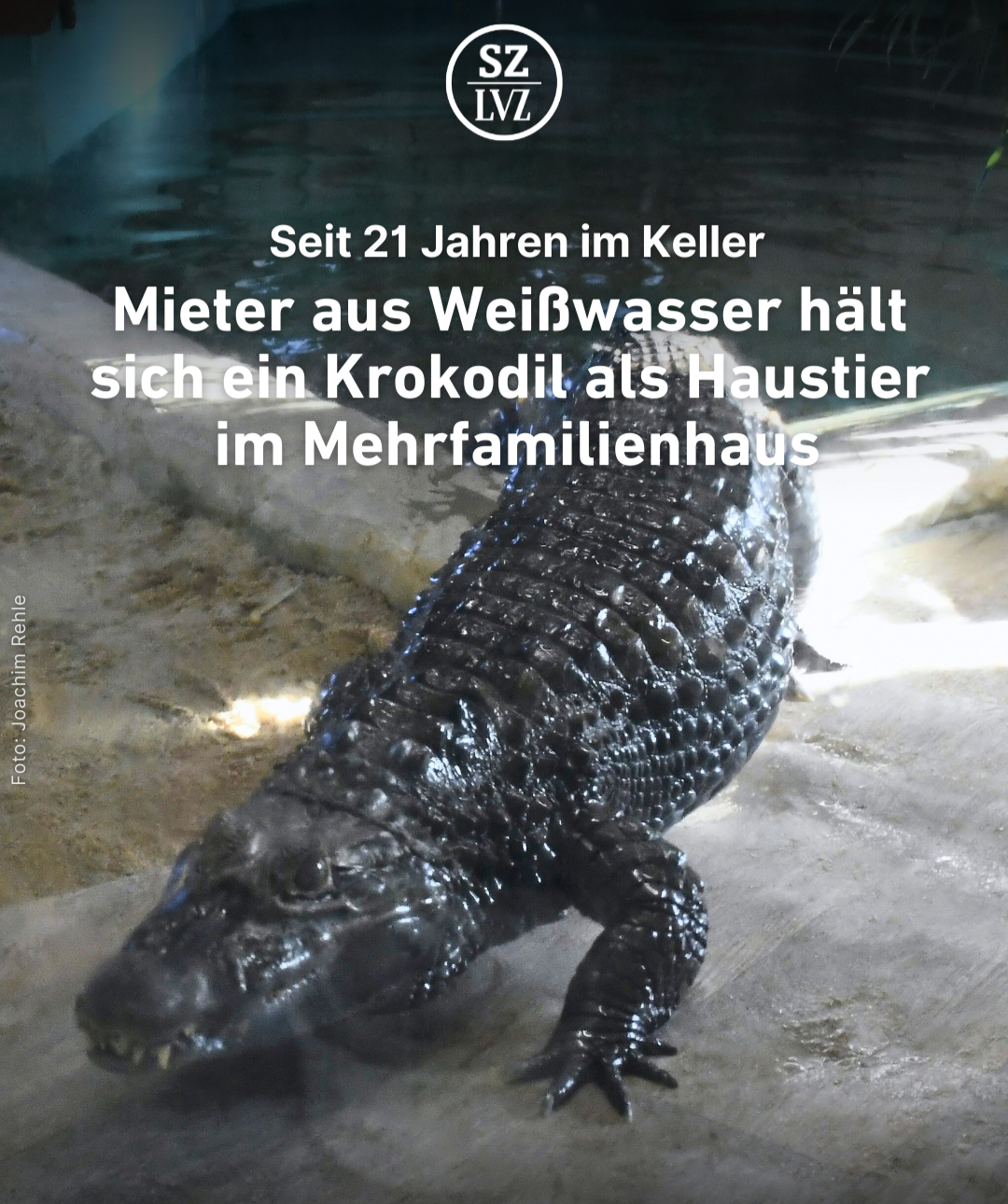 Mann aus Weißwasser hält ein Krokodil als Haustier im Mehrfamilienhaus thumbnail