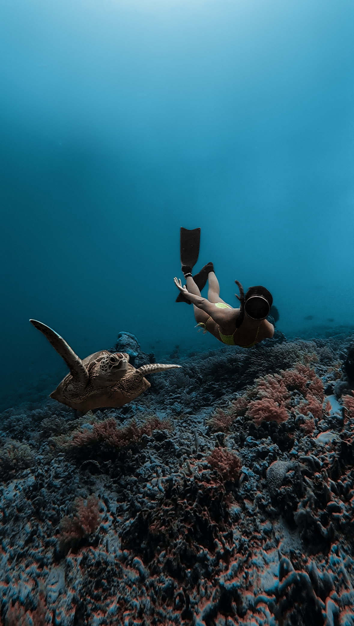 Types of Freedivers thumbnail