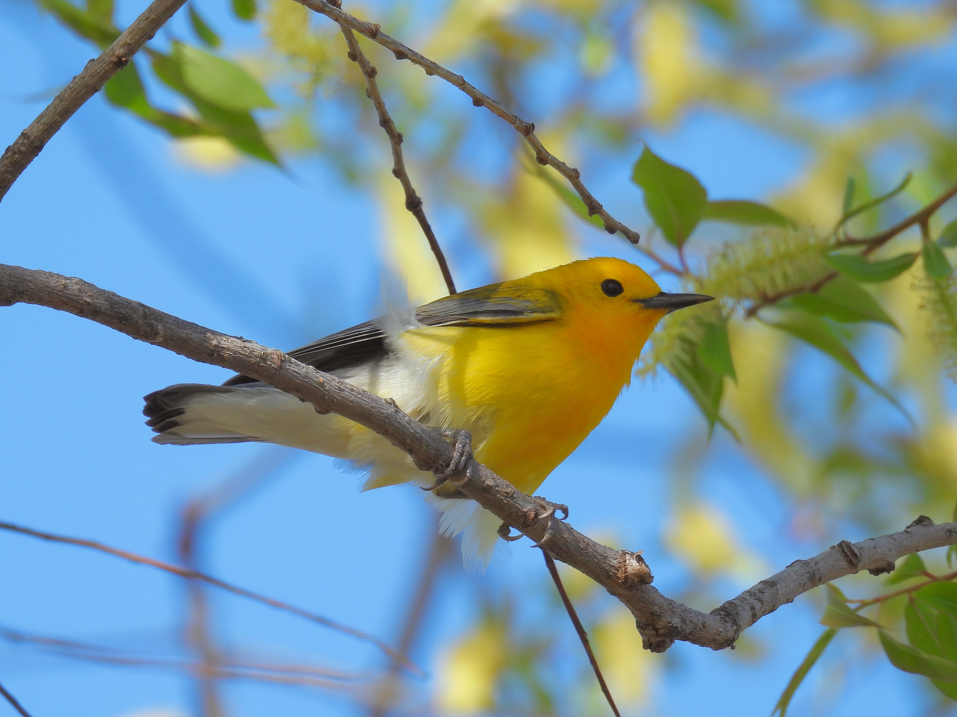 Prothonotary Warbler thumbnail