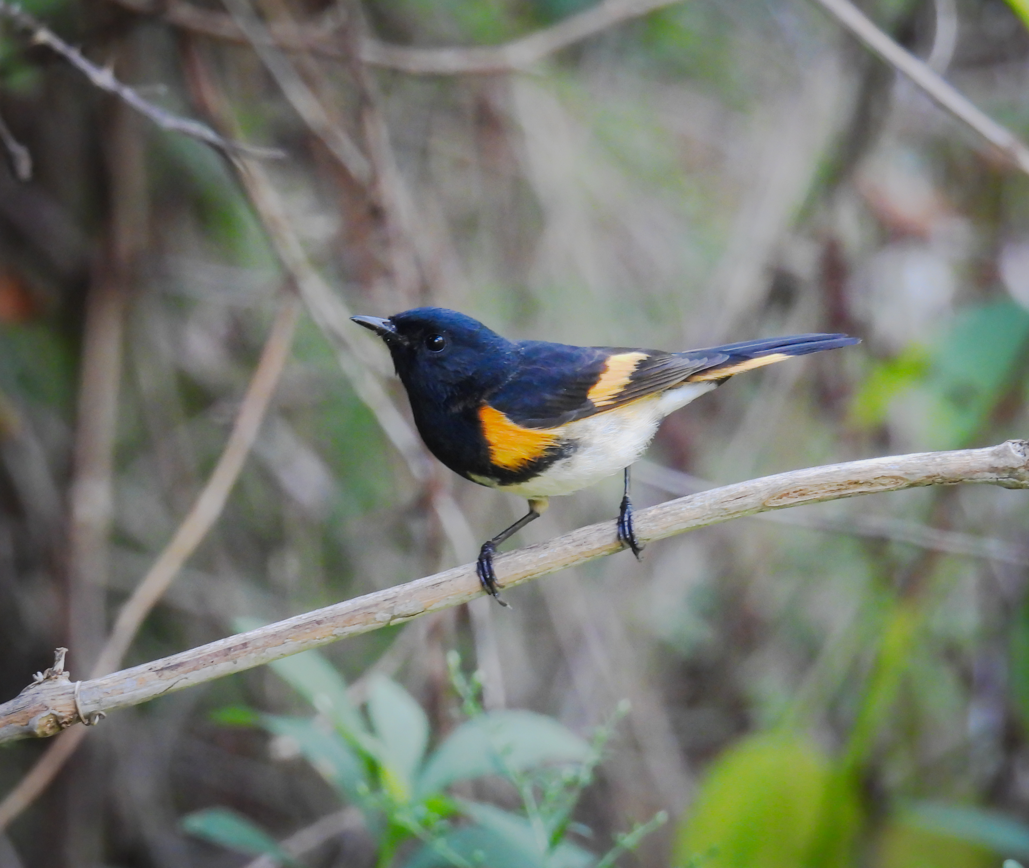 American Redstart thumbnail