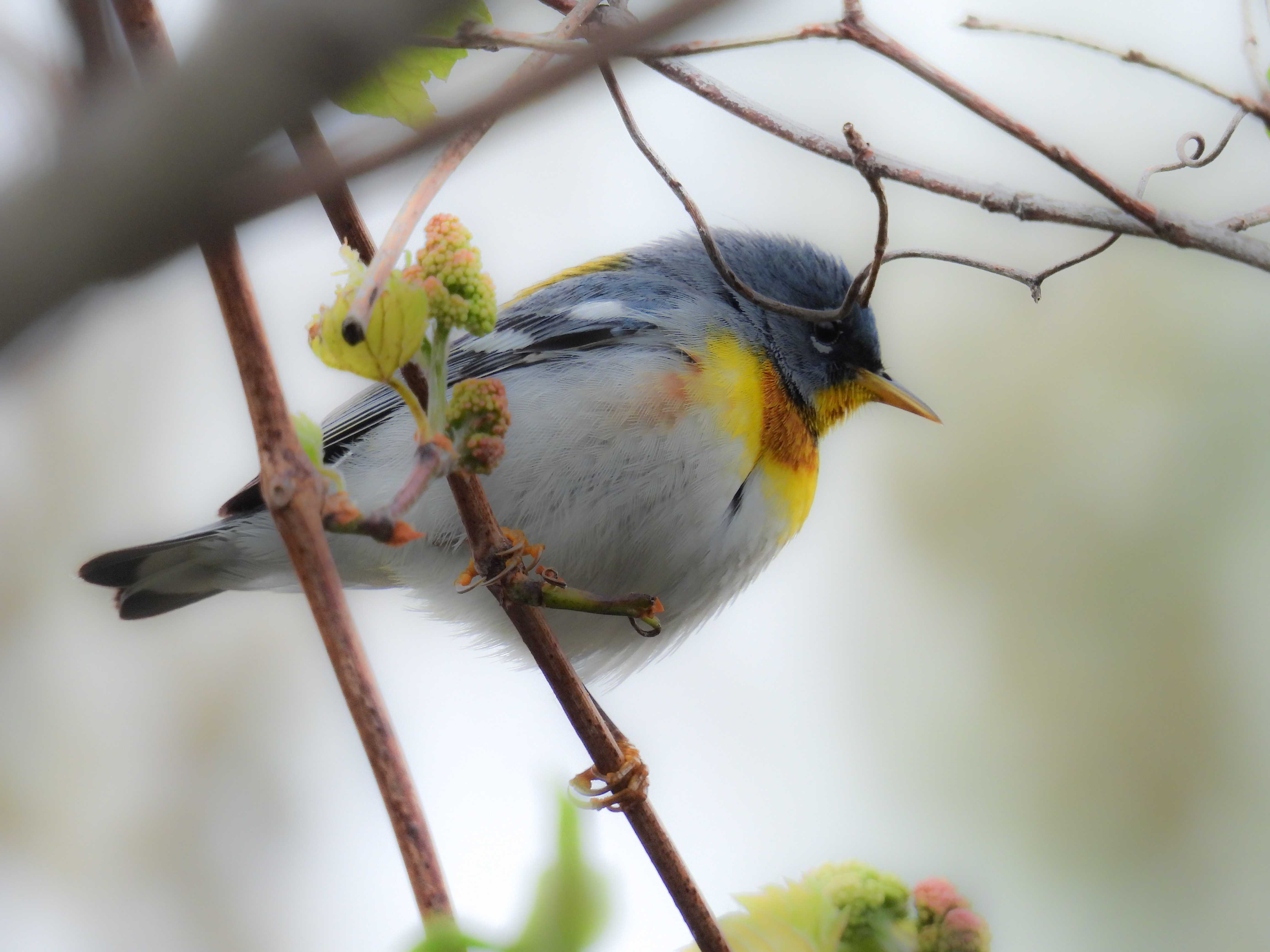 Northern Parula thumbnail