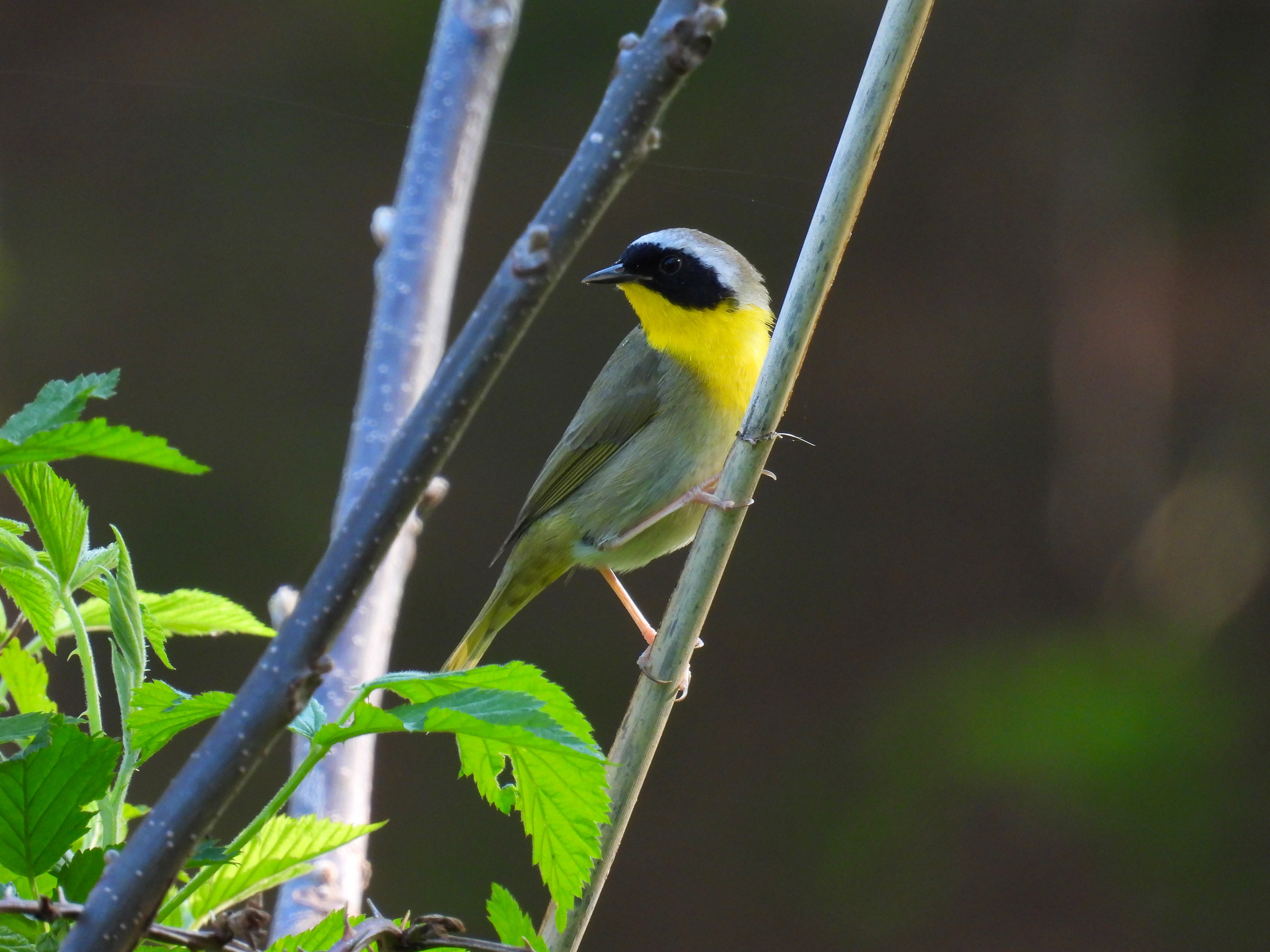 Common Yellowthroat thumbnail