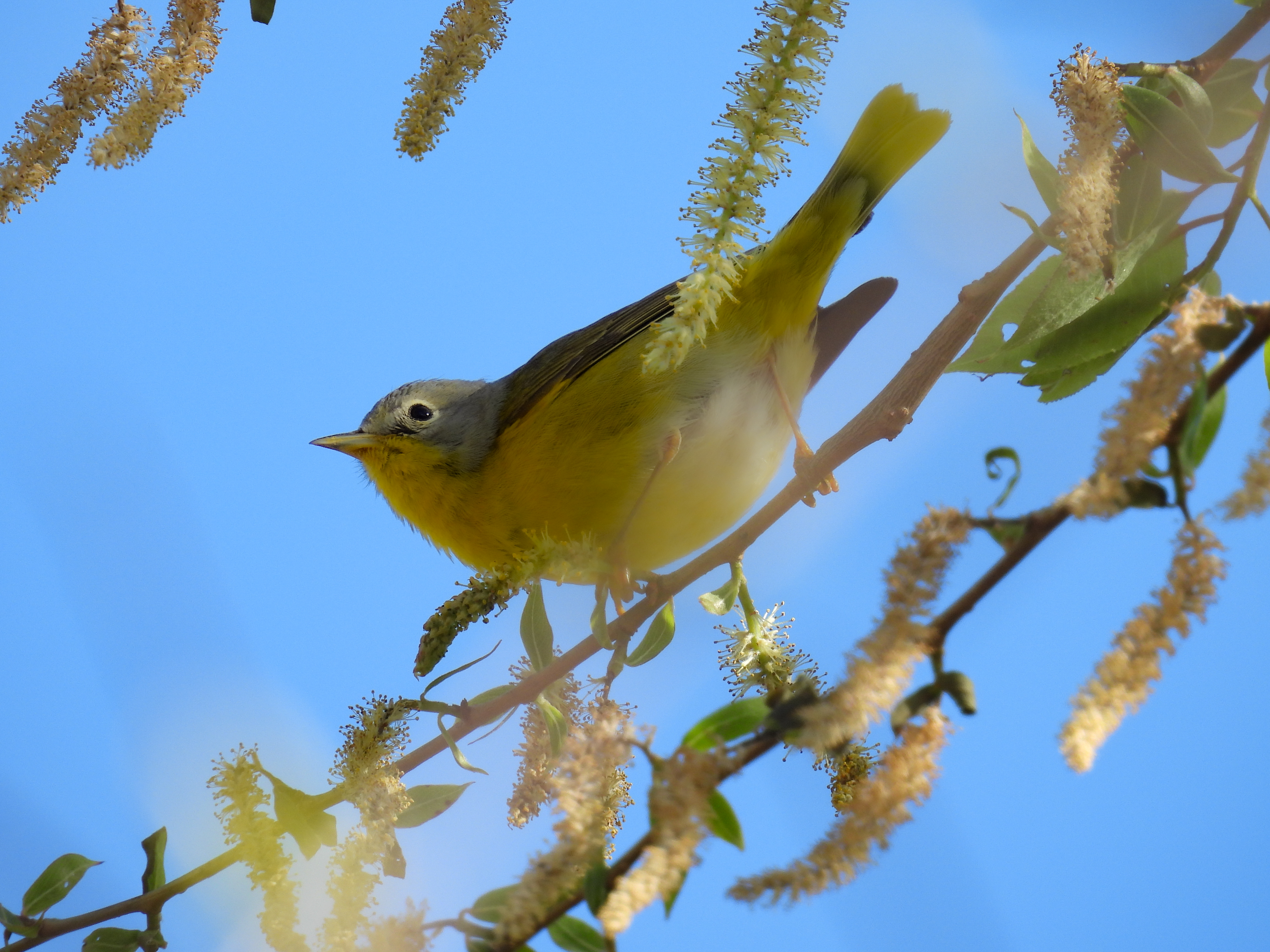 Nashville Warbler thumbnail