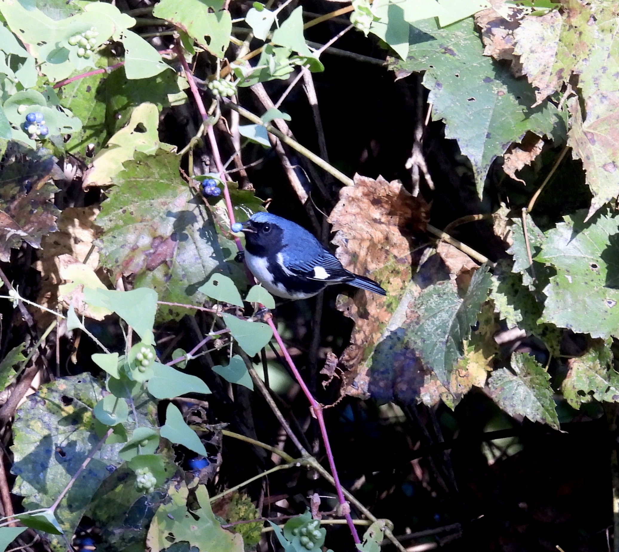 Black-throated Blue Warbler thumbnail