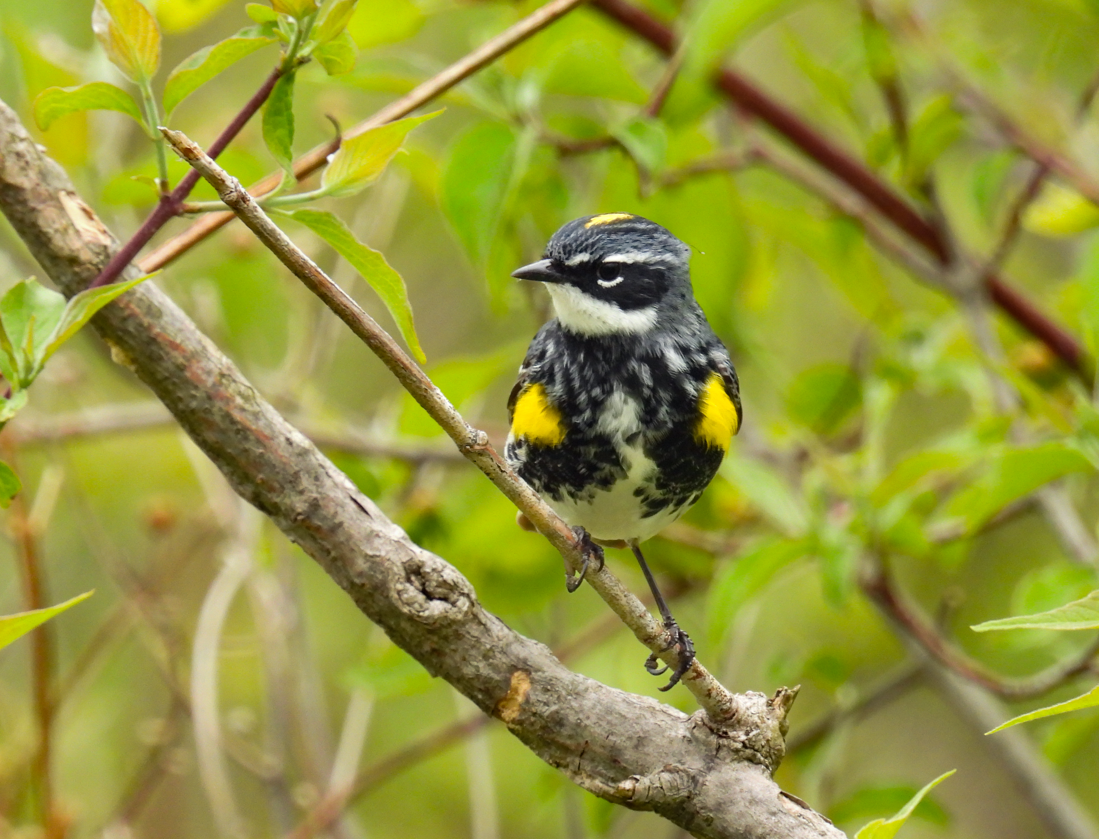 Yellow-rumped Warbler thumbnail