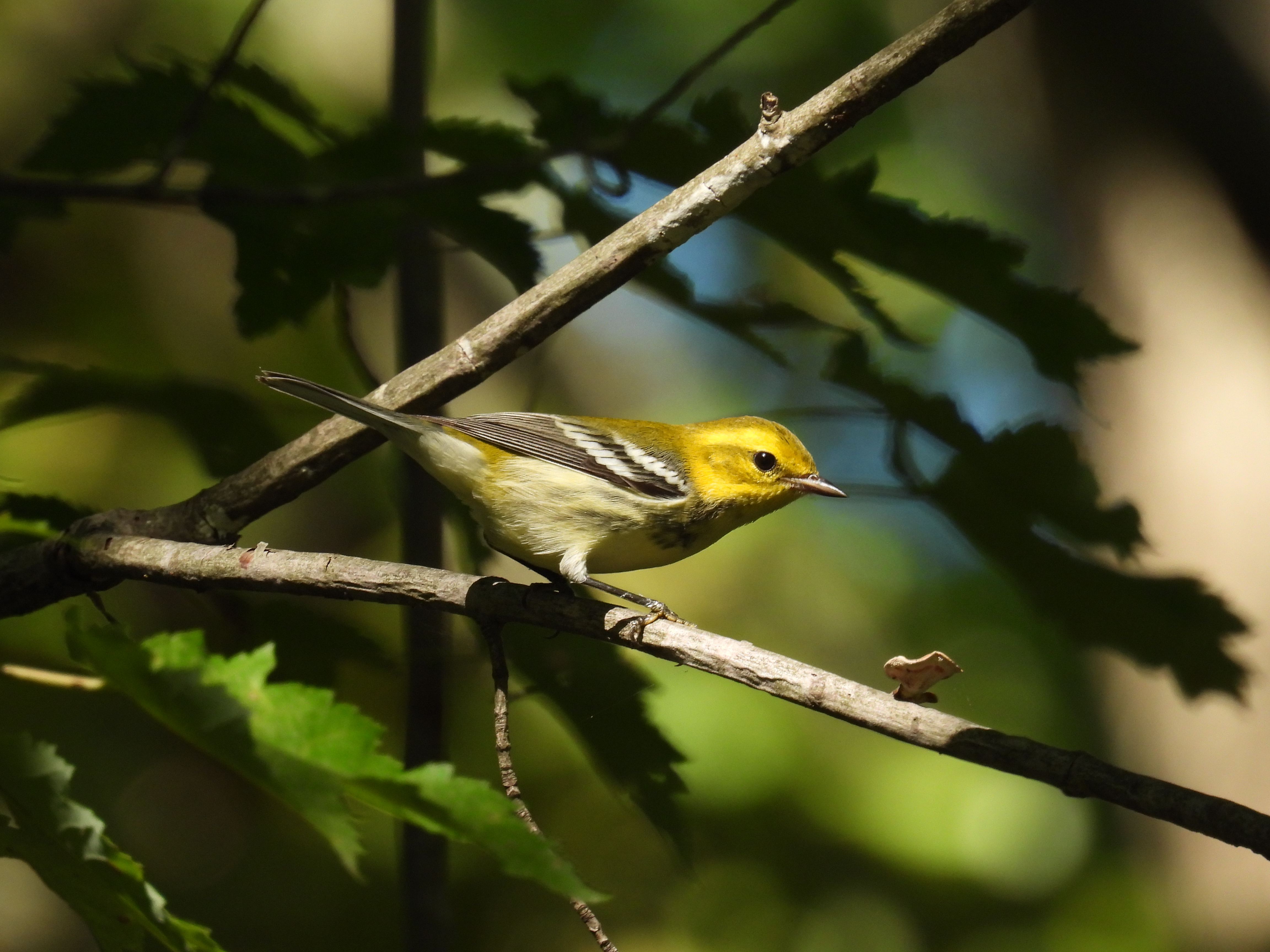 Black-throated Green Warbler thumbnail