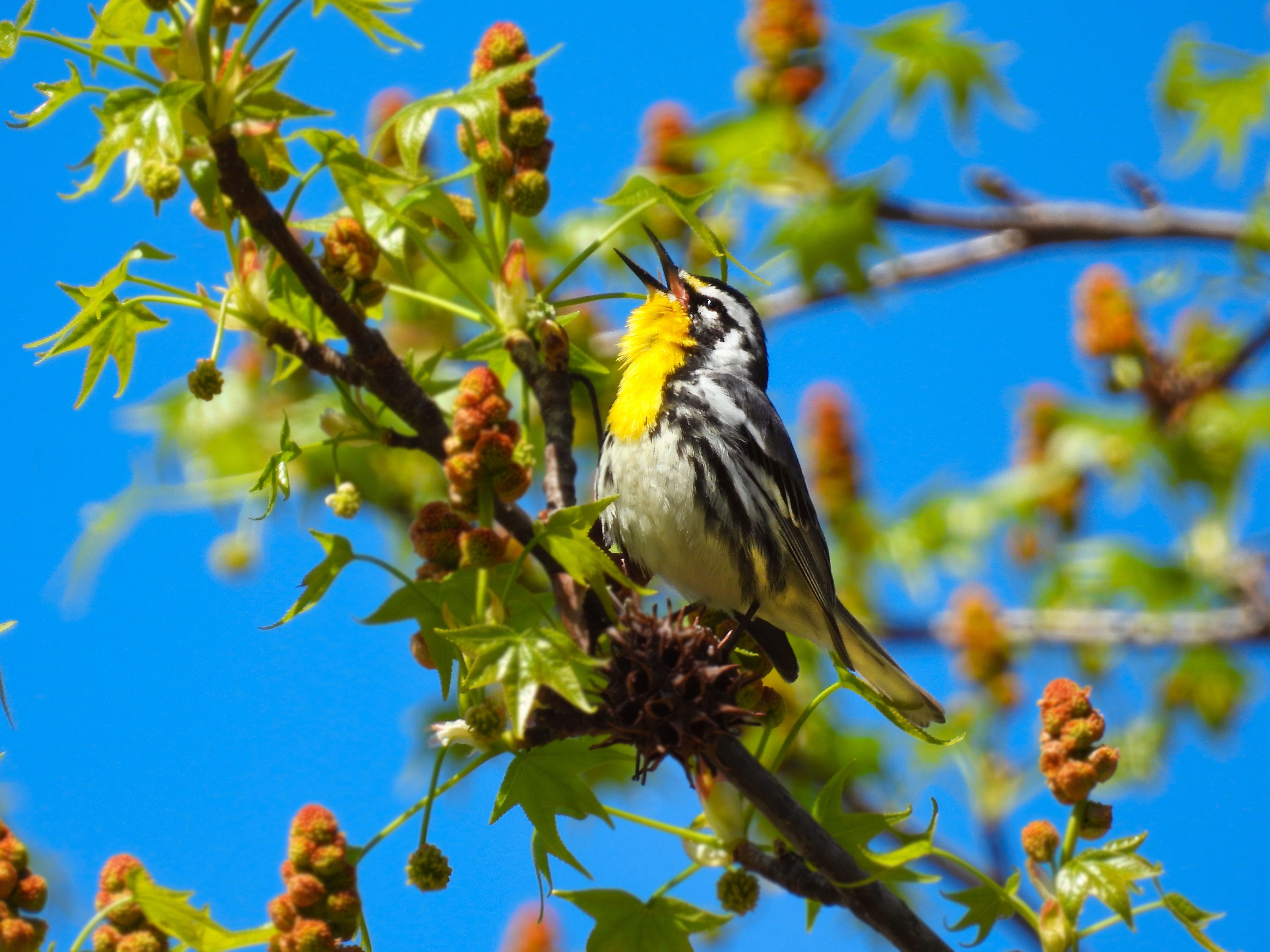 Yellow-throated Warbler thumbnail