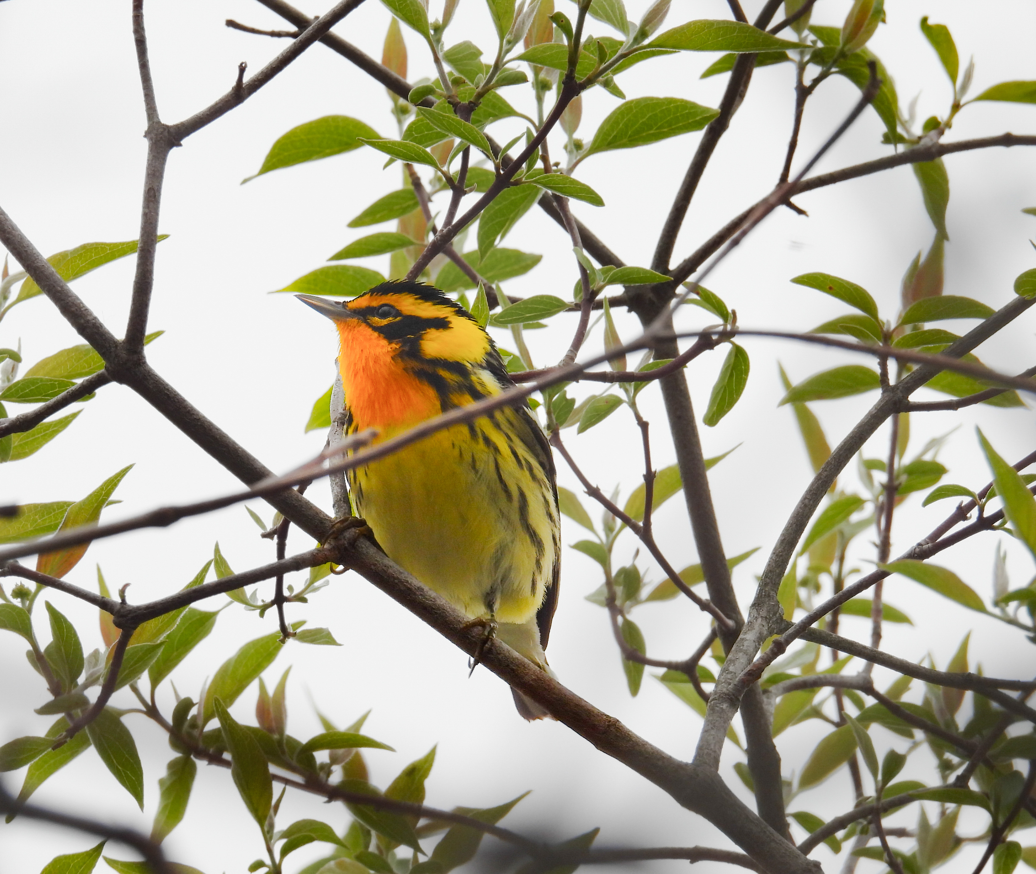 Blackburnian Warbler thumbnail