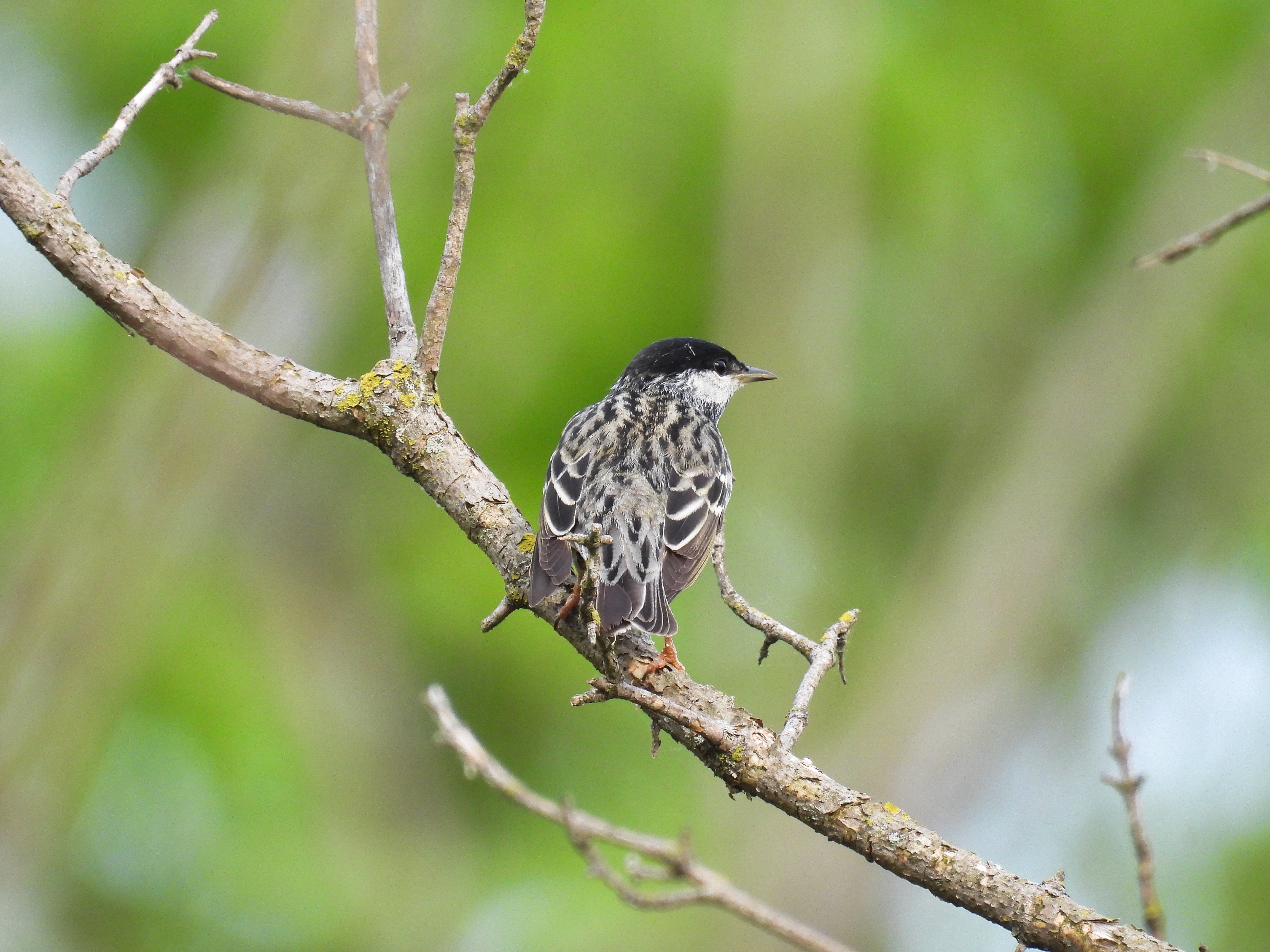 Blackpoll Warbler thumbnail