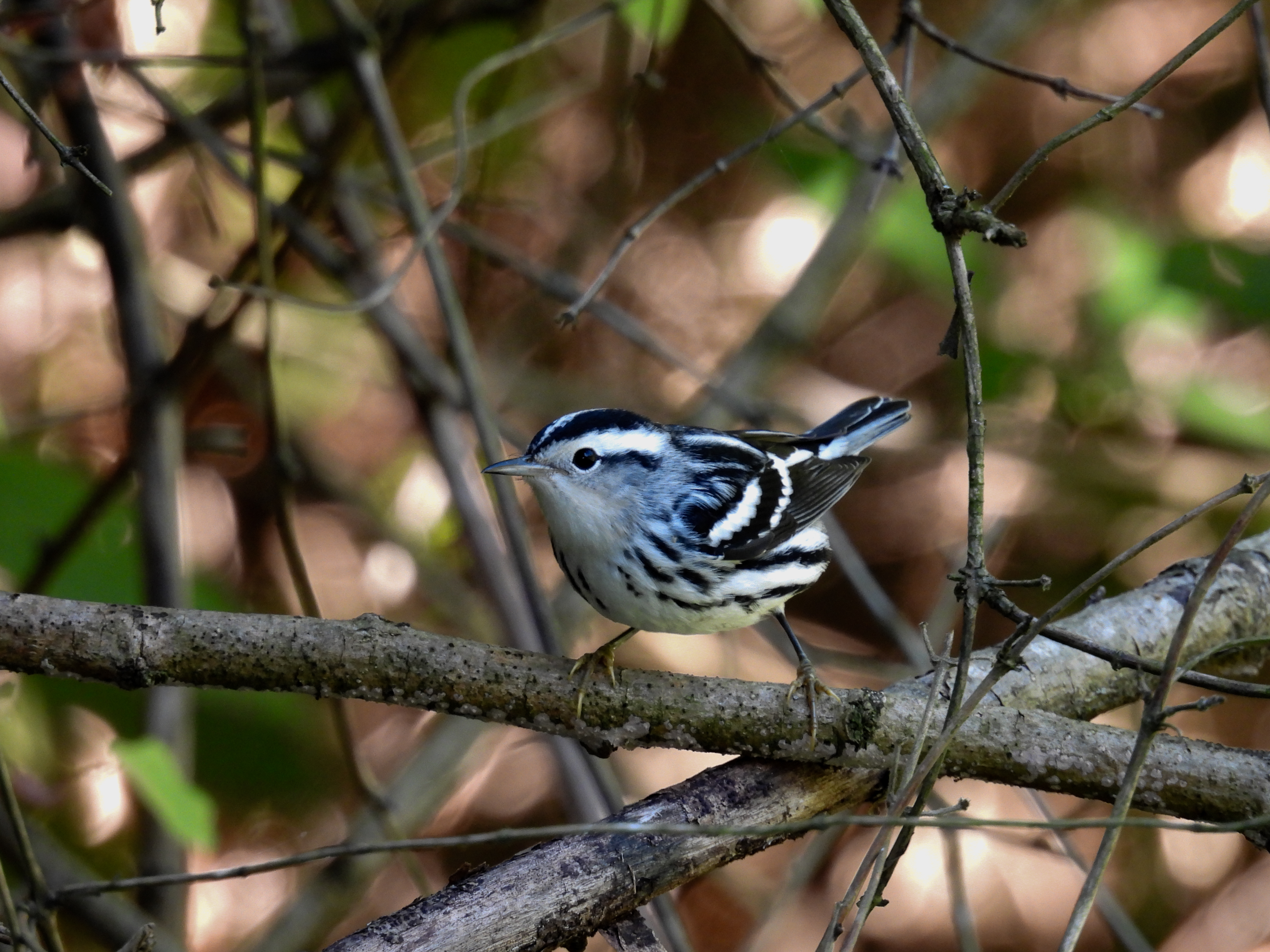 Black & White Warbler thumbnail