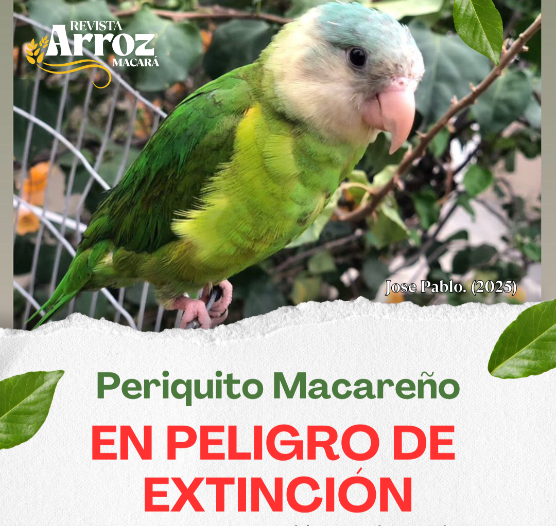 Periquito Macareño thumbnail