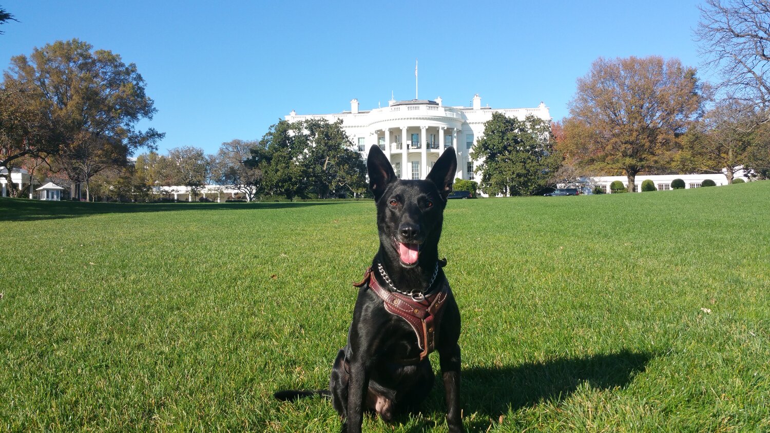 K9 Hurricane's Heroes thumbnail