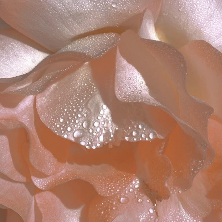 ✨The Follicular Phase -  The Rising Spark  thumbnail