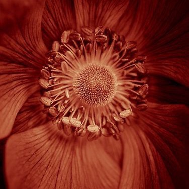 🌸 The Ovulatory Phase – The Magnetic Bloom thumbnail