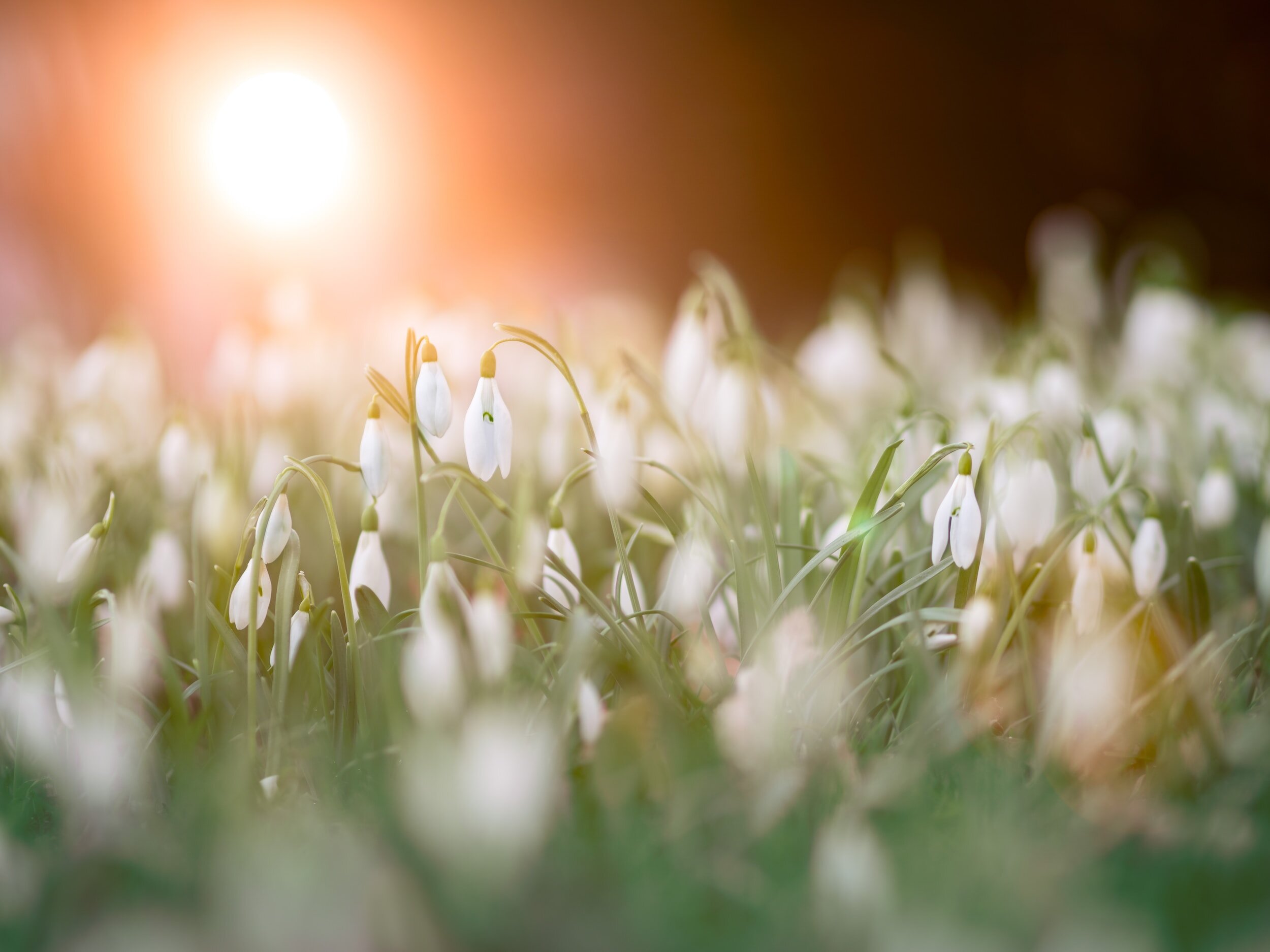Blog Post: How the Wheel of the Year Encourages Meaningful Rest thumbnail