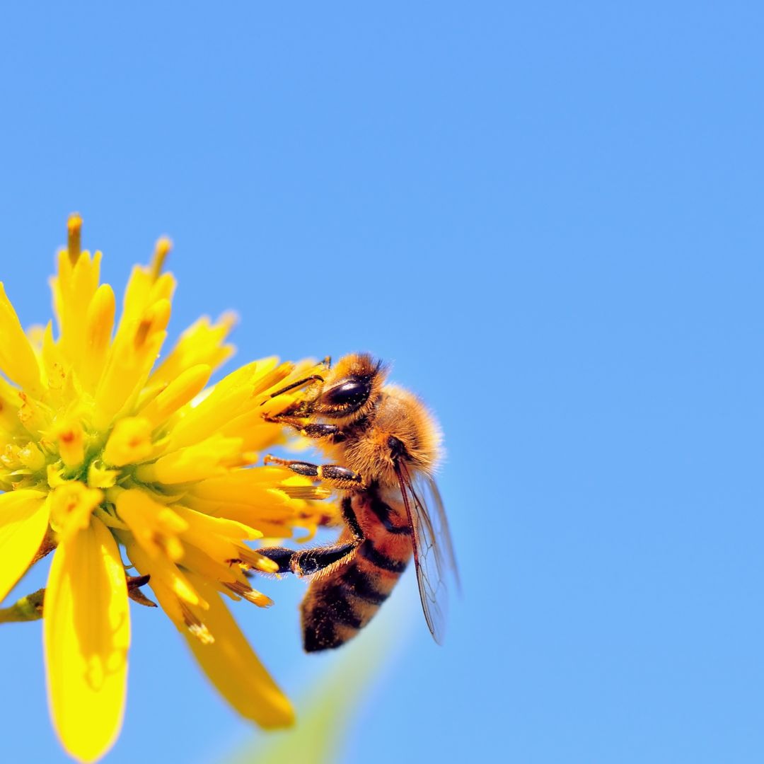 Beemail list thumbnail