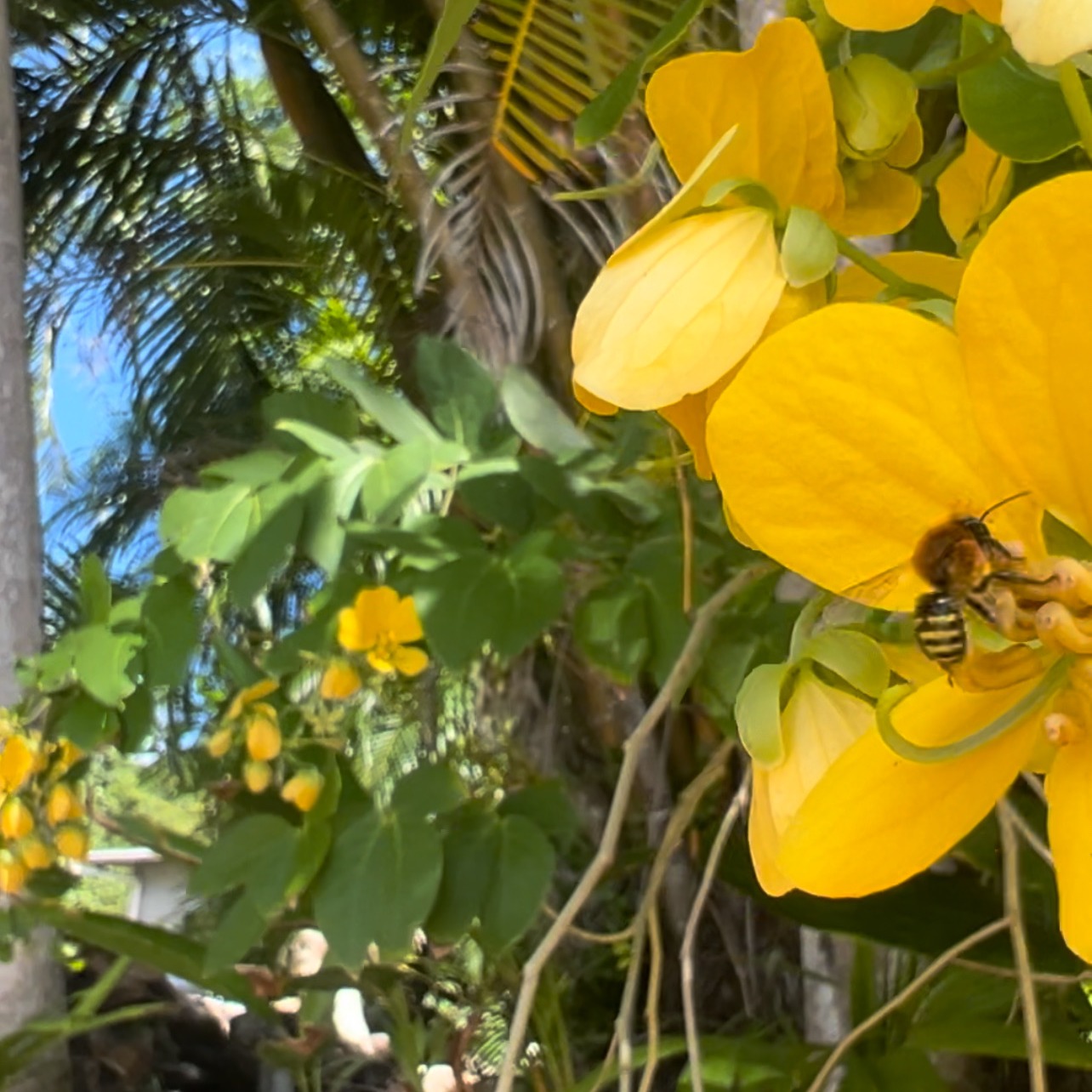 Tropical Bee Immersion in Tobago '26 – Join the Waitlist thumbnail