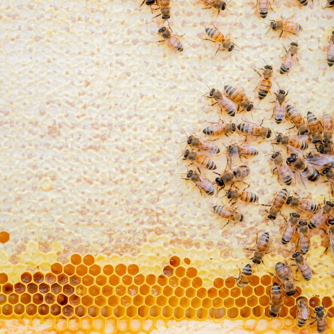 Workshops and mentoring thumbnail