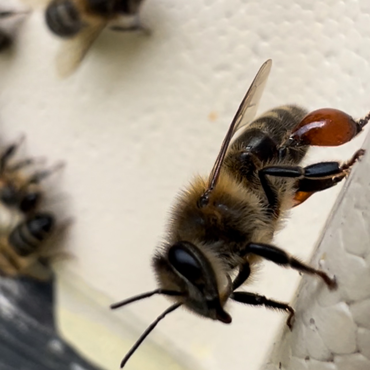 The bees that outlived the Ice Age — Waitlist thumbnail