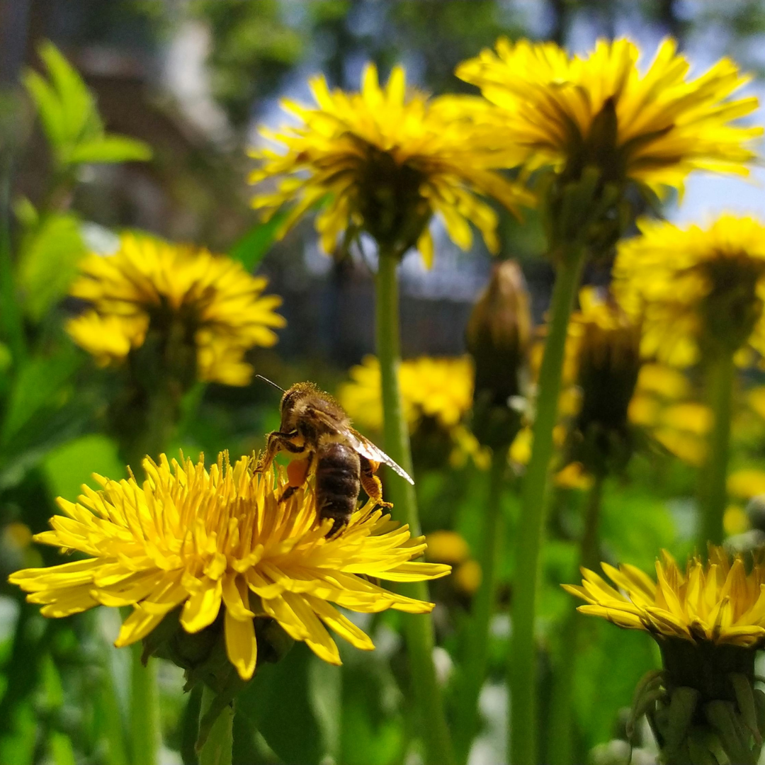 Help Urban Pollinators (Free Template) thumbnail