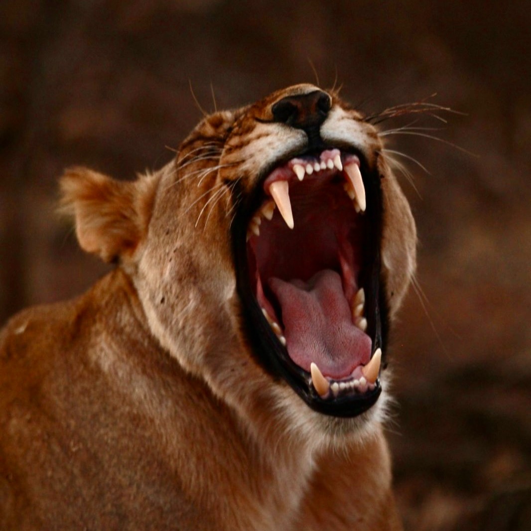 Safari of the Soul ~ Yoga, Art & Wildlife retreat in Africa ~ May 2-7, 2026 thumbnail