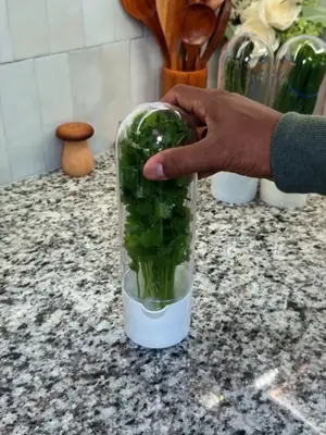 ¿Tus hierbas se estropean a los pocos días? 😩🌿 Este contenedor para conservar hierbas frescas mantiene el cilantro y el 