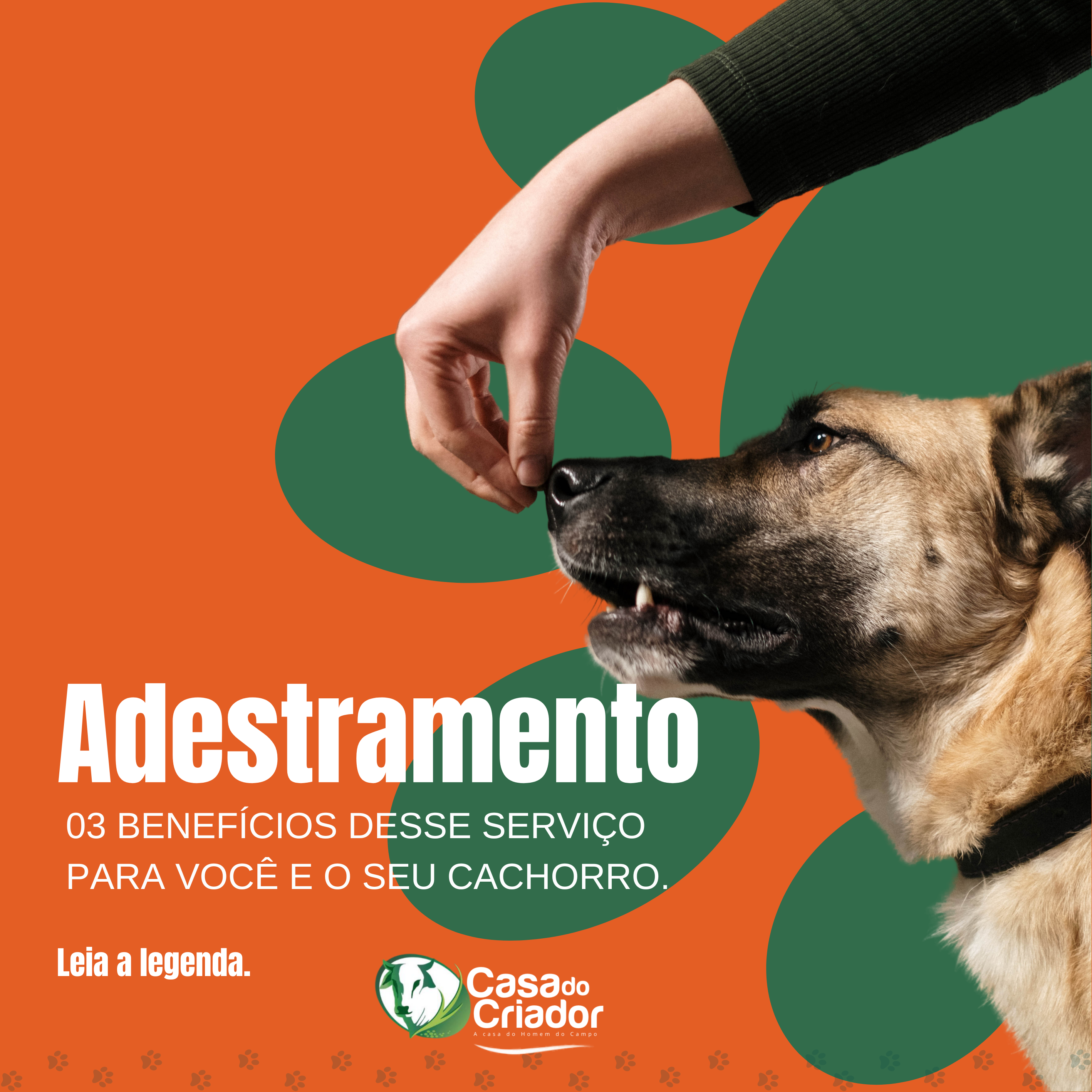 Adestramento Canino thumbnail