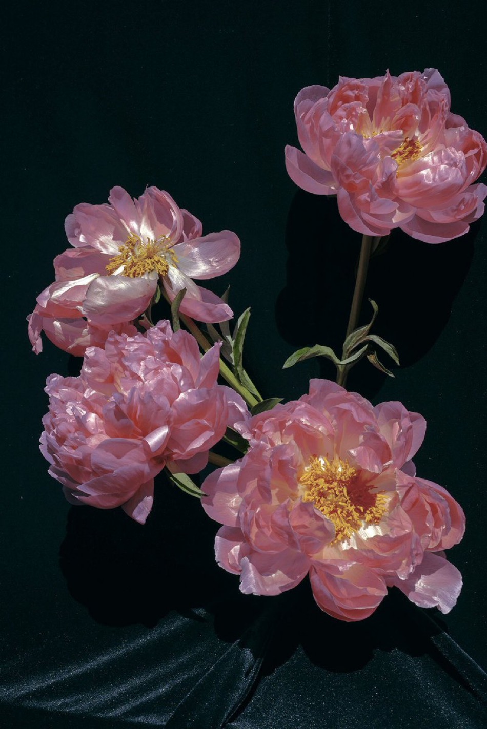 🌸 Book Here 🌸 Energy Healing ✵Photography Services thumbnail