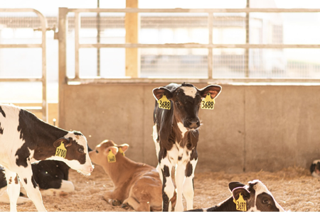 Group Housing manual: Barn Guide to Group Housing Calves thumbnail