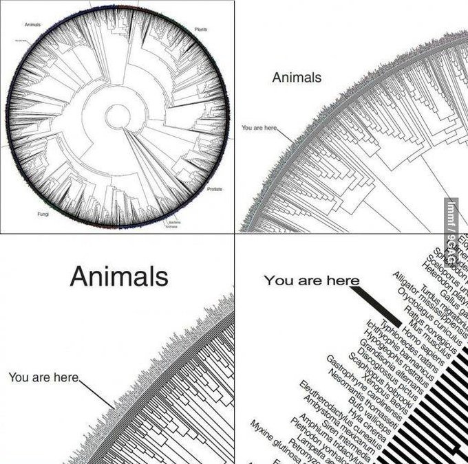 SHOP VIKING & LARP thumbnail