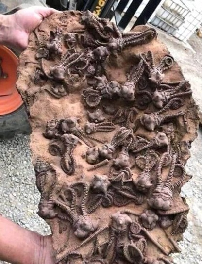 Get more from The Reality Wizard Morphic Fields on Patreon thumbnail