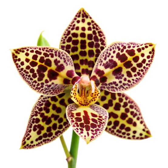 Merchandise  thumbnail