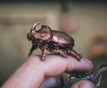 Insetti e co. thumbnail