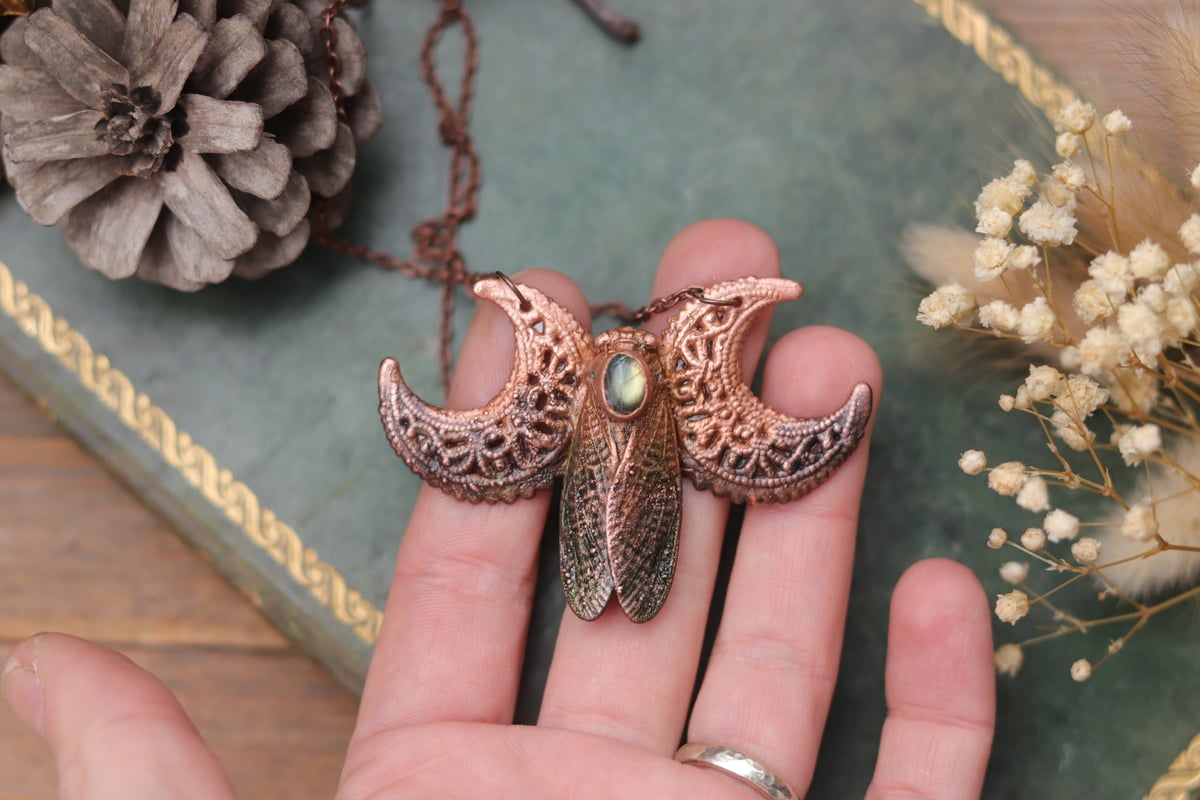 Insetti e co. thumbnail