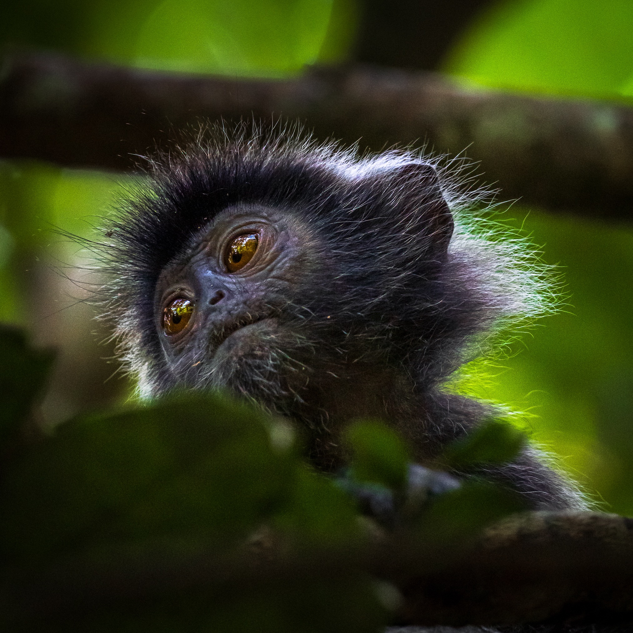 The Ultimate Borneo Experience - 3D2N Kinabatangan River Cruise thumbnail