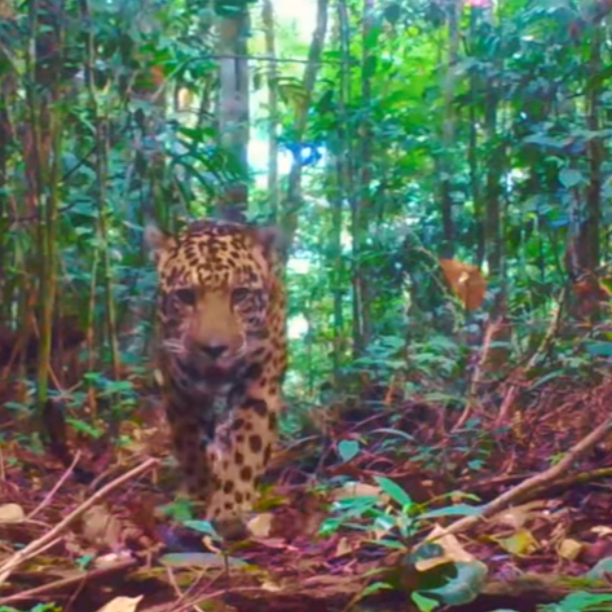 Biodiversity methodology thumbnail