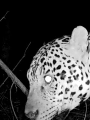It never gets old...🌎 #JhonysJaguar https://youtu.be/0mqBwXecXzI
