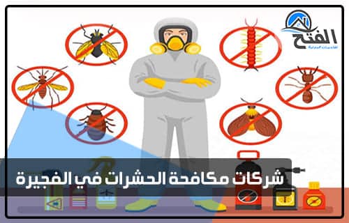 شركة مكافحة حشرات في الفجيرة thumbnail