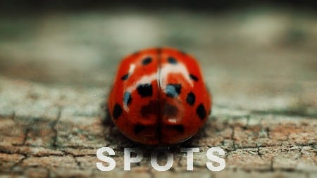 🐞 "SPOTS" (SHORT FILM)  thumbnail