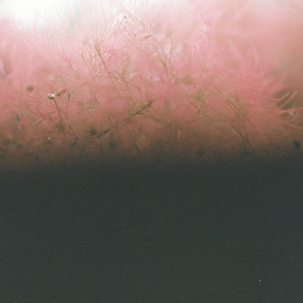 STUDIO FLORA thumbnail
