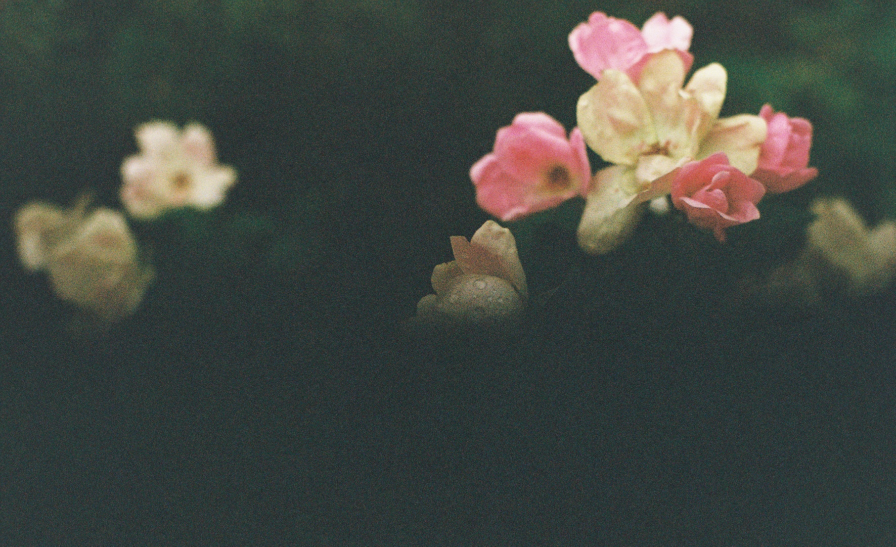 & OTHER OFFERINGS thumbnail