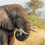NEW: Ethical safari guide  thumbnail