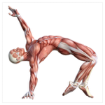 Shapes in Motion thumbnail