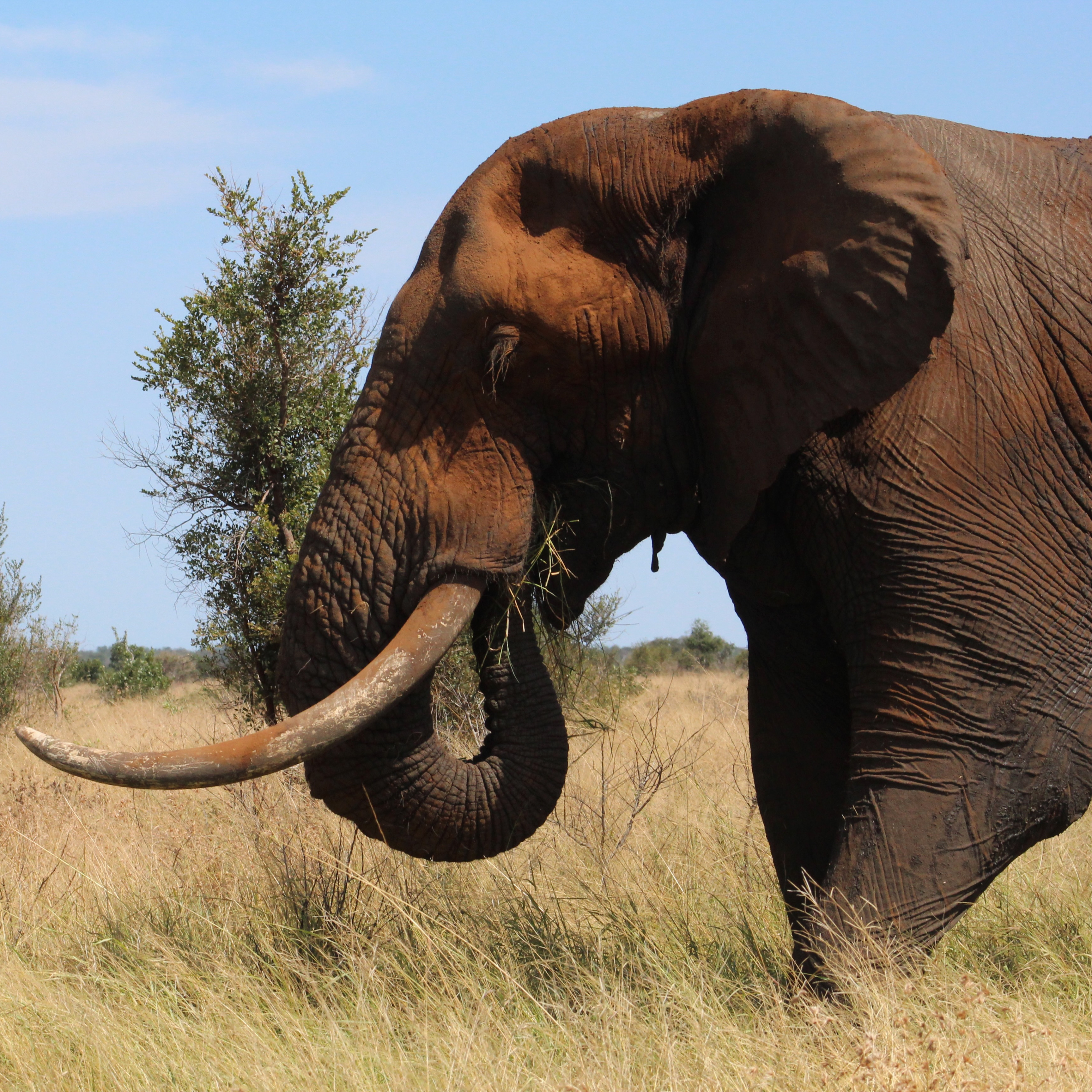 Say it with ❤️ Say it from South Africa thumbnail