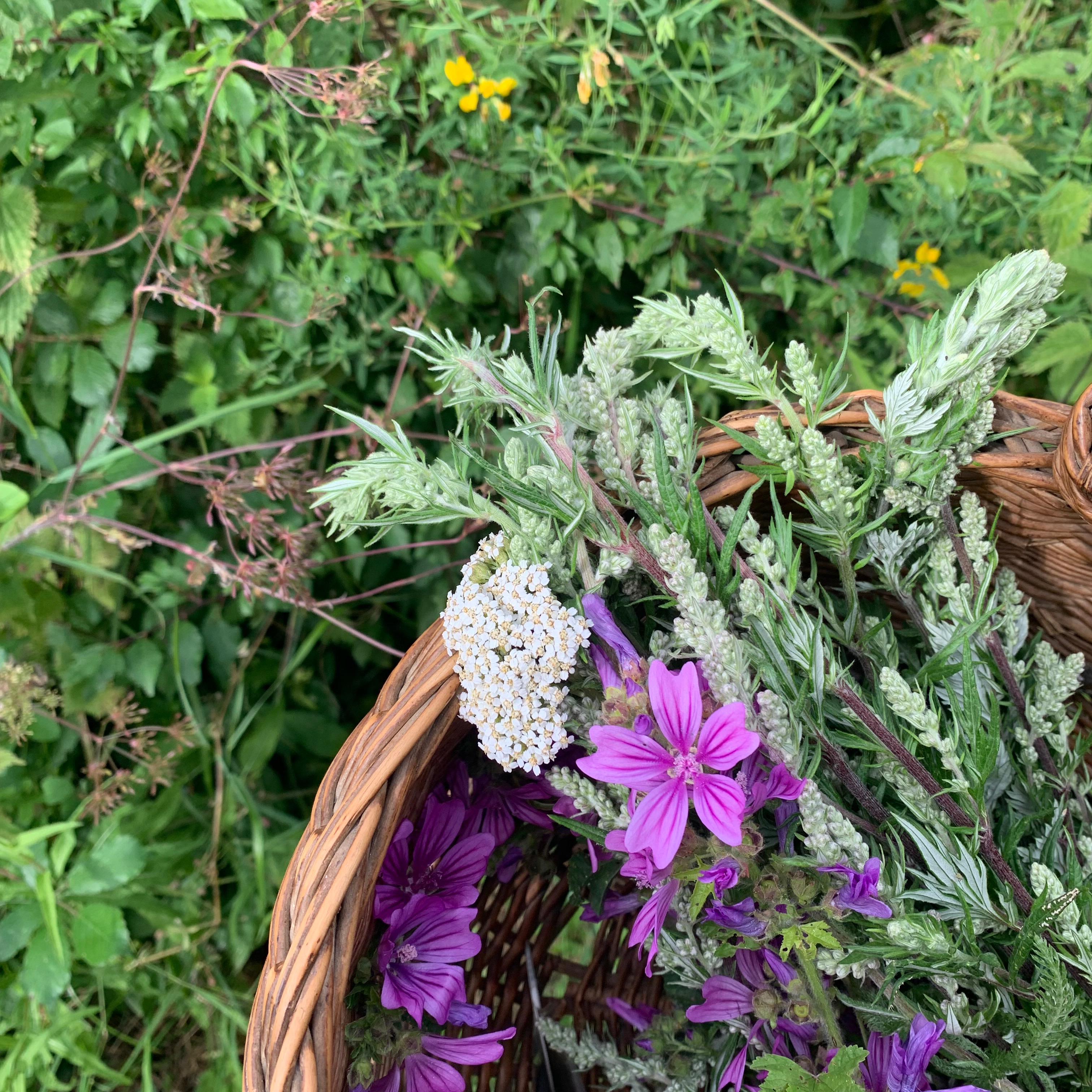 Courses ~ Tending the Sacred Wild Within thumbnail